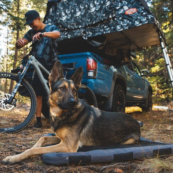 A human and dog relax at a campsite together.