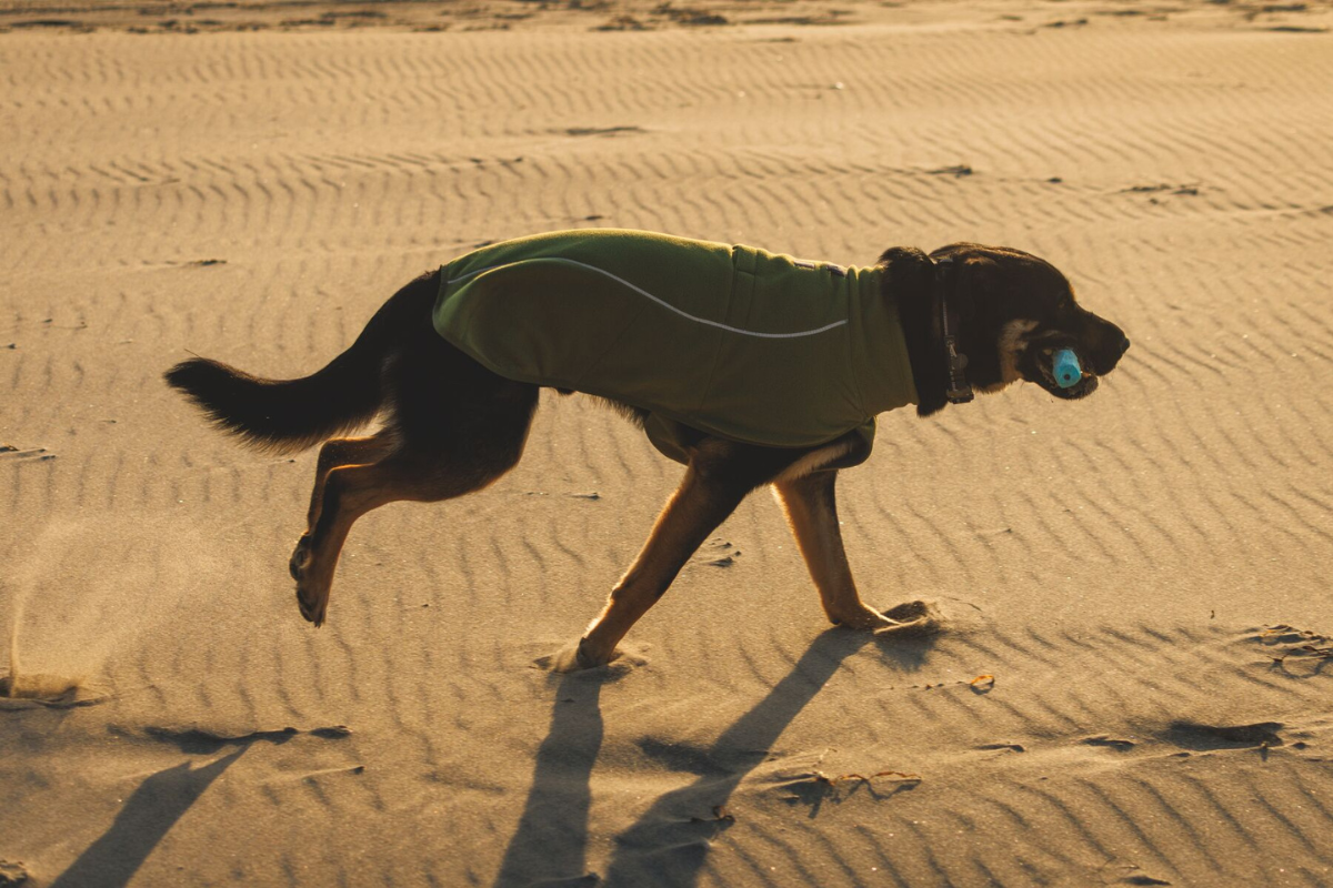 Dog running in the Climate Changer™ Fleece Vest.