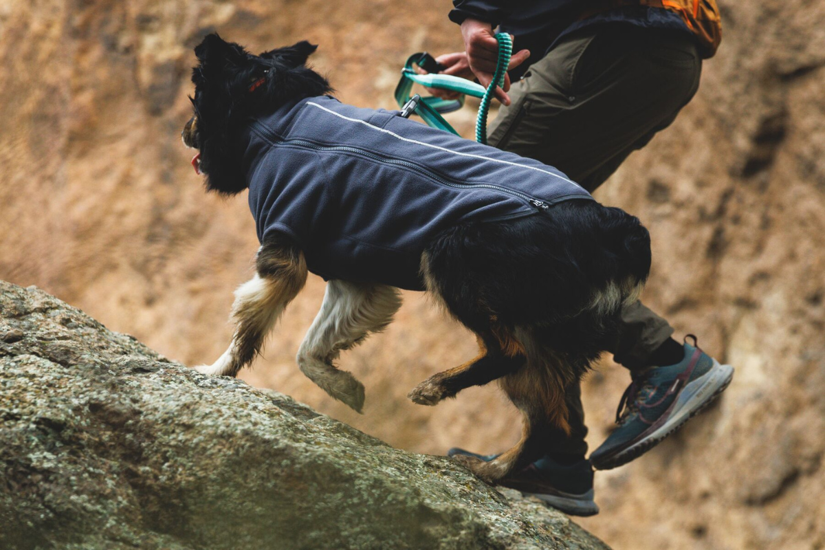 Dog hiking in the Climate Changer™ Fleece Jacket.