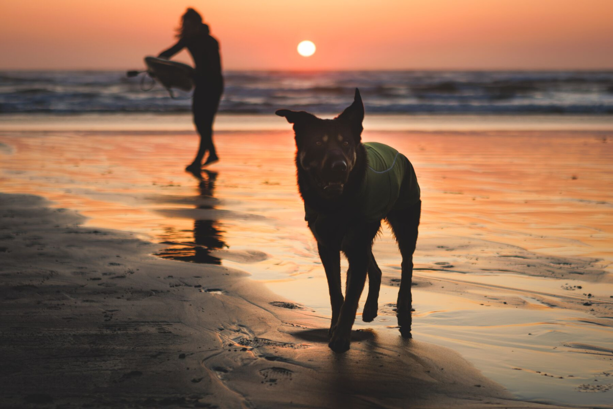 Dog wearing the Climate Changer™ Fleece Vest on the beach.