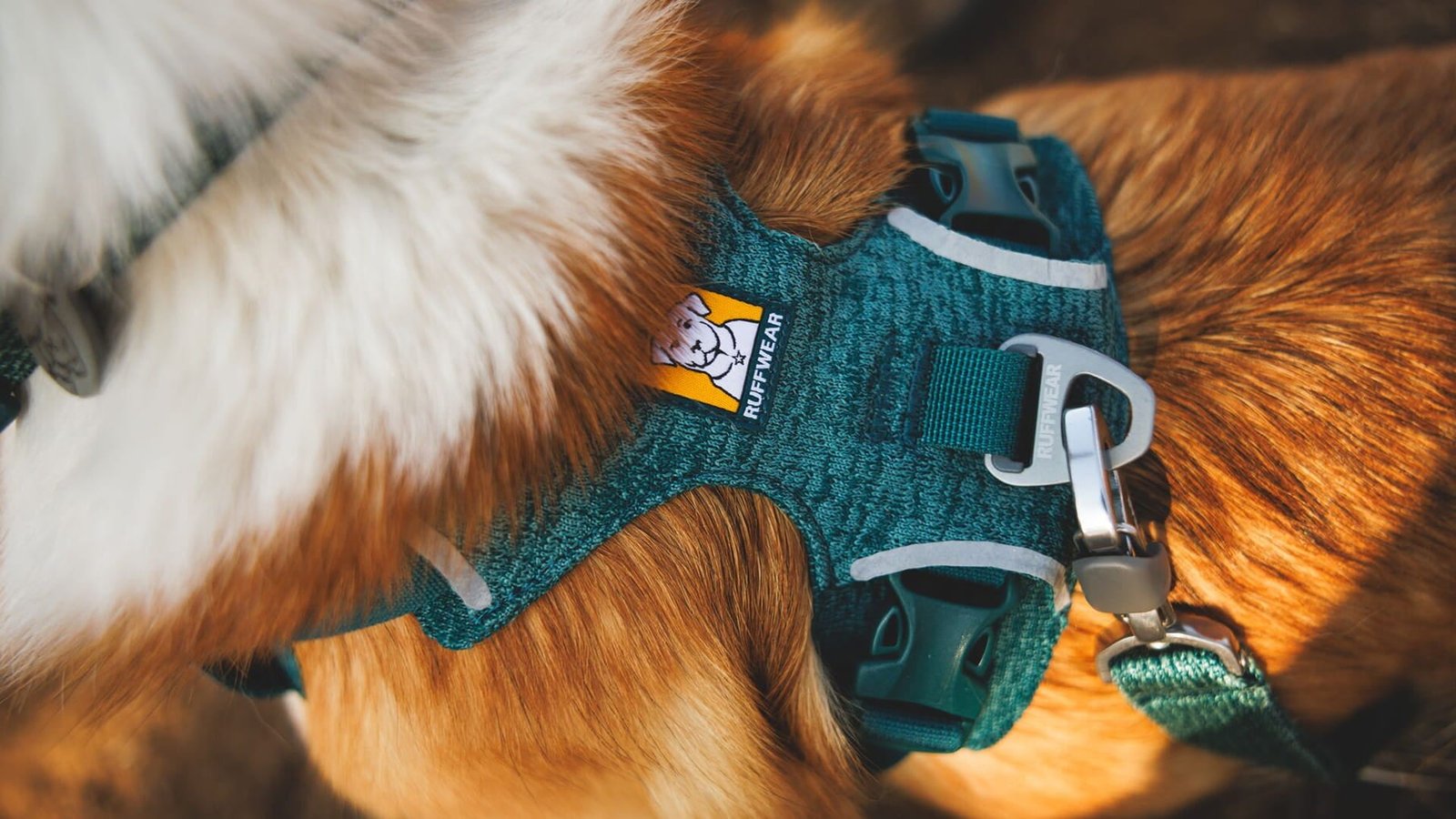 A close up shot of the Front Range Flex Harness