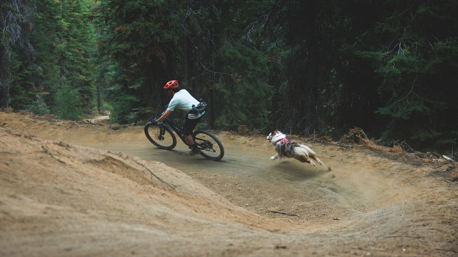 A human mountain bikes with their dog