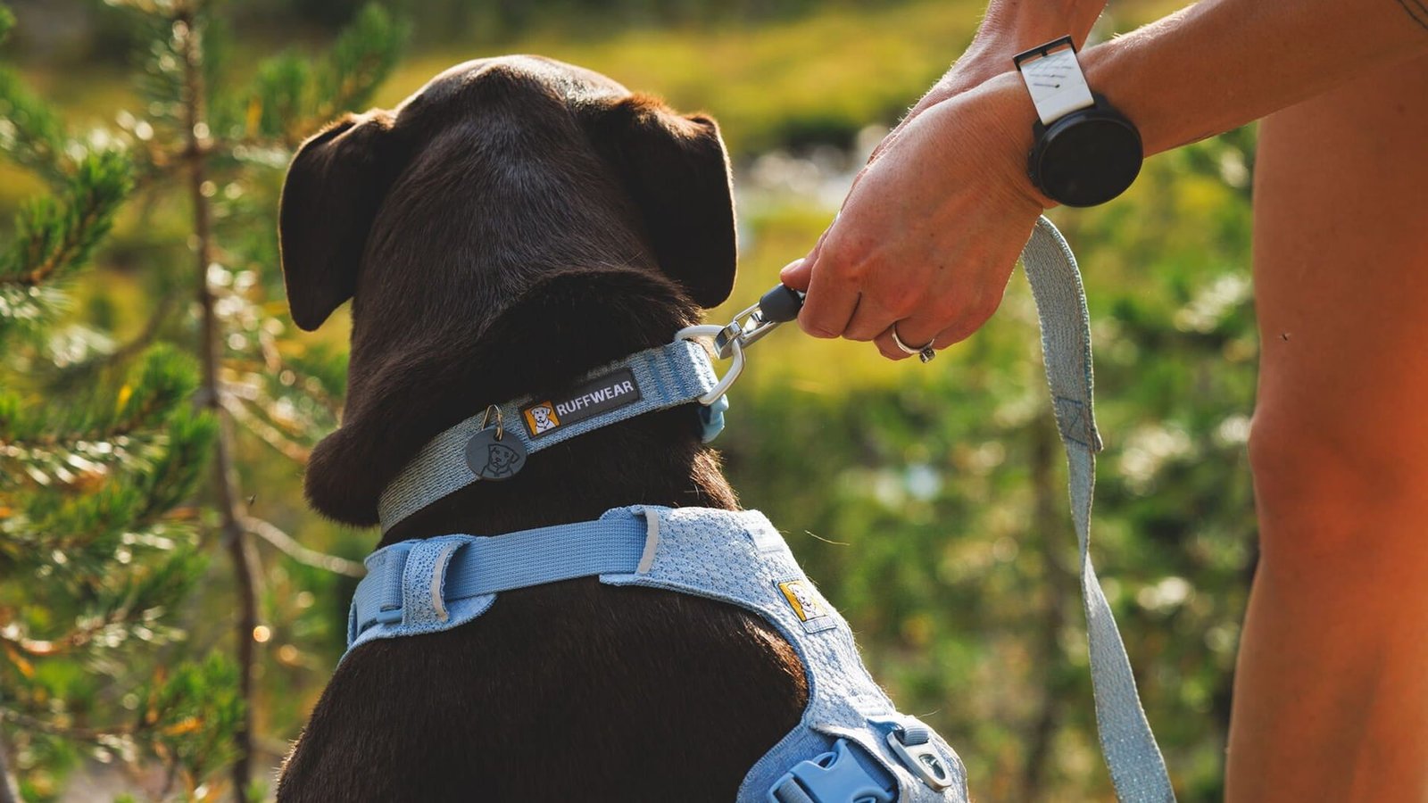 A human clips the Flex leash onto the Flex Collar