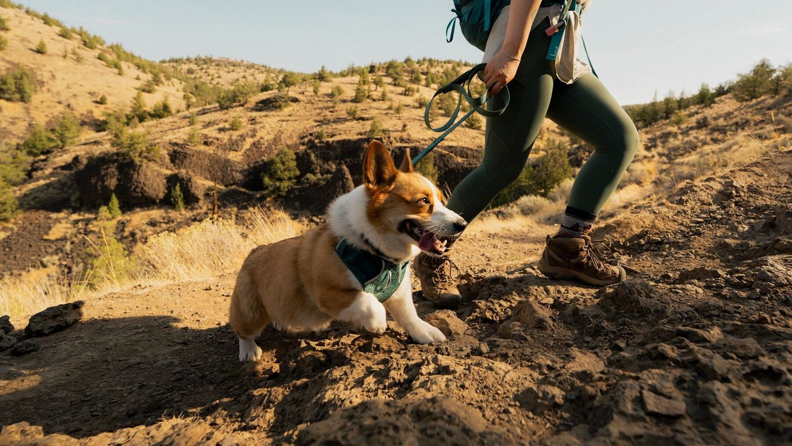 A corgi hikes in a Front Range Flex Harness